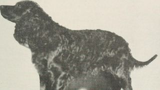 American water spaniel old photo