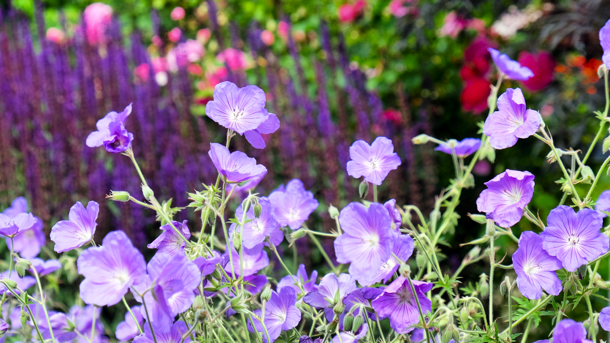 Purple hardy geranium, cranesbill, in flower
