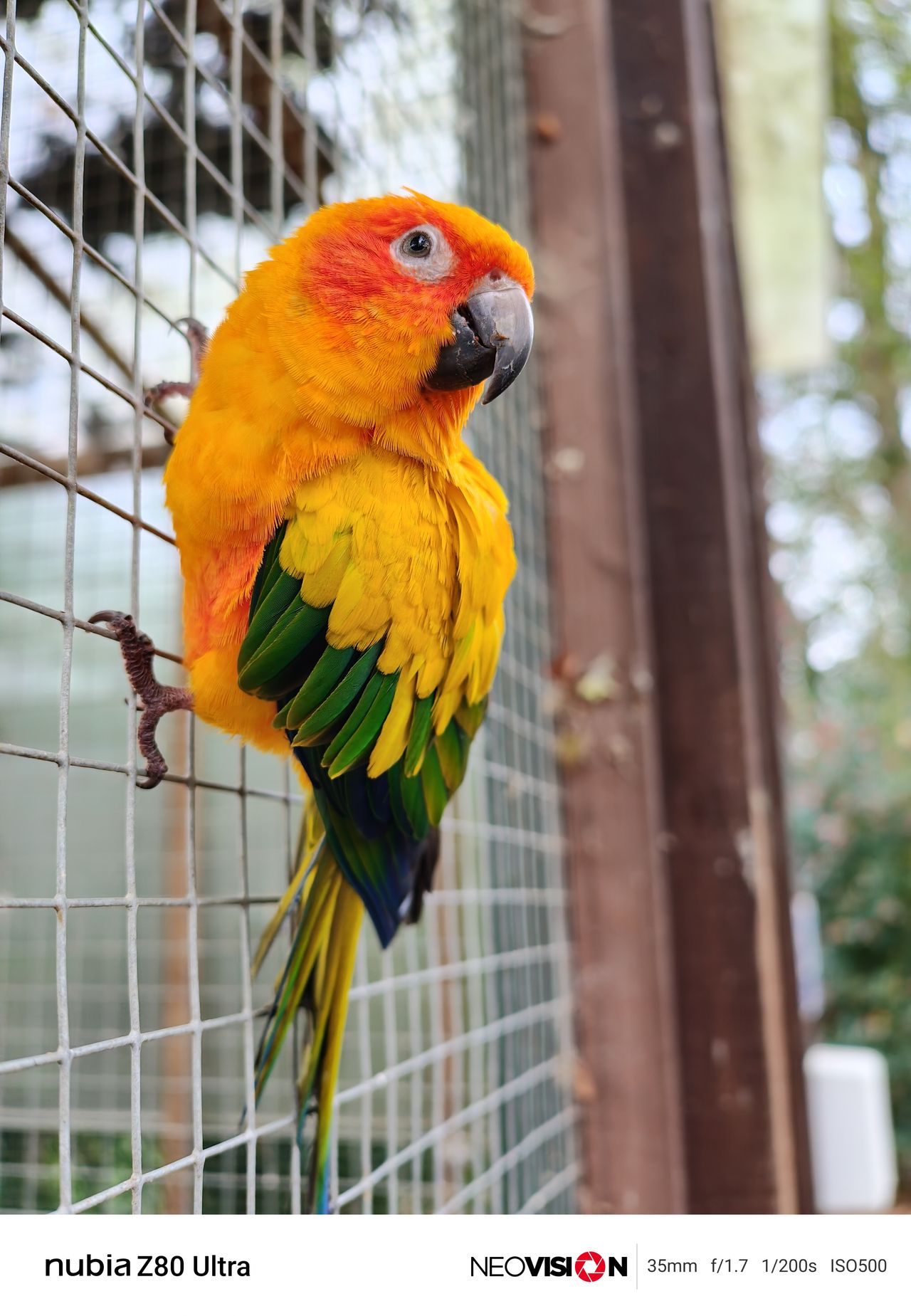 A parrot on a cage