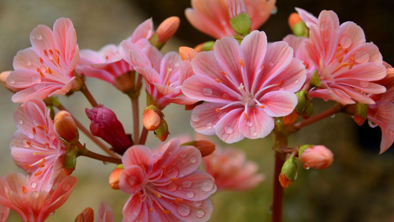 Pink Lewisia cotyledon &#039;Elise&#039; 