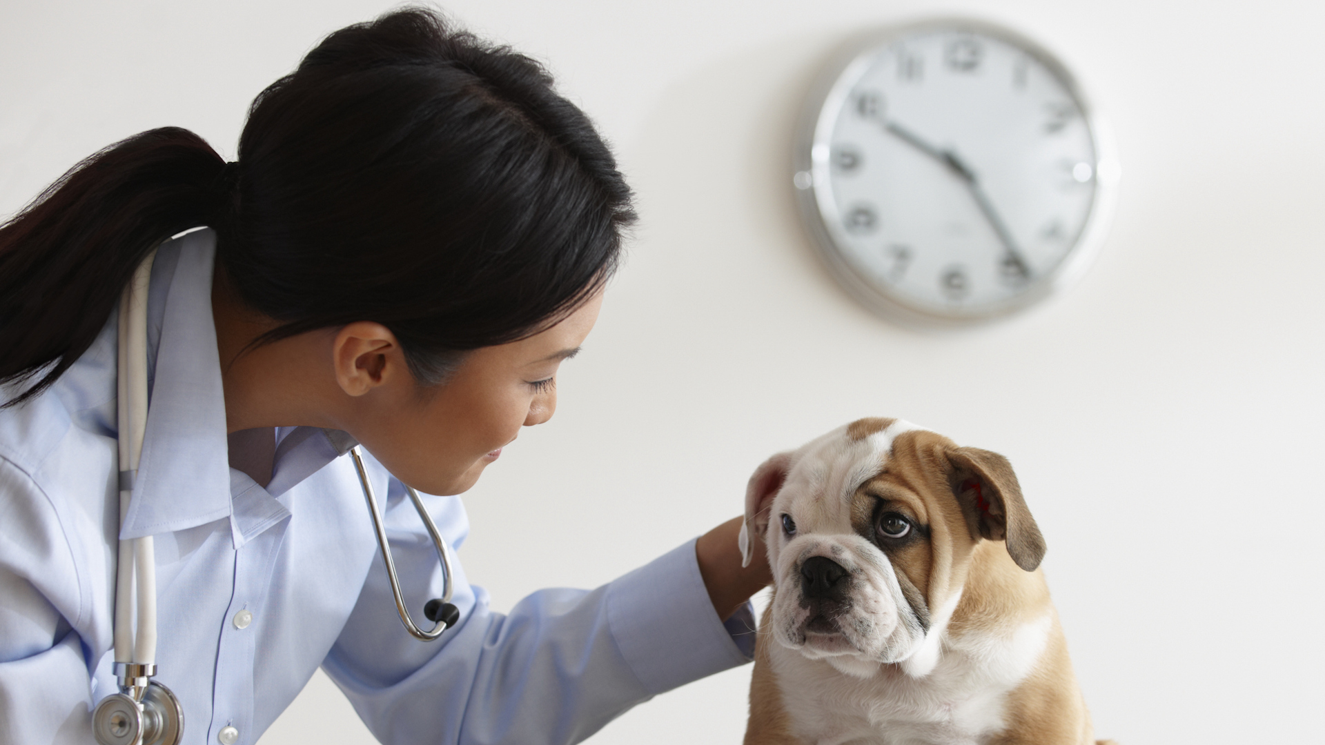 Clock on wall behind dog being checked by vet