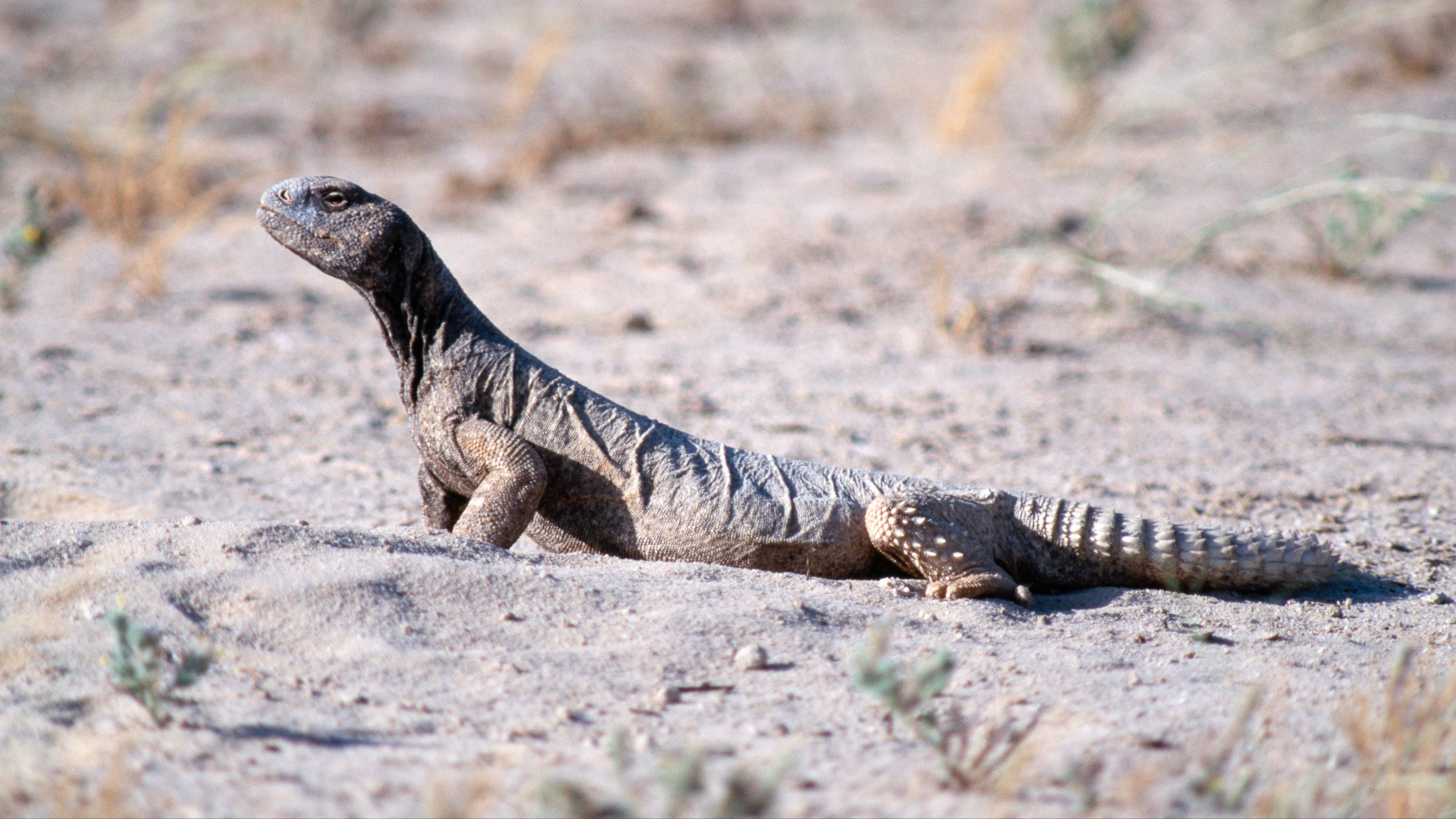 Spiny tailed lizard