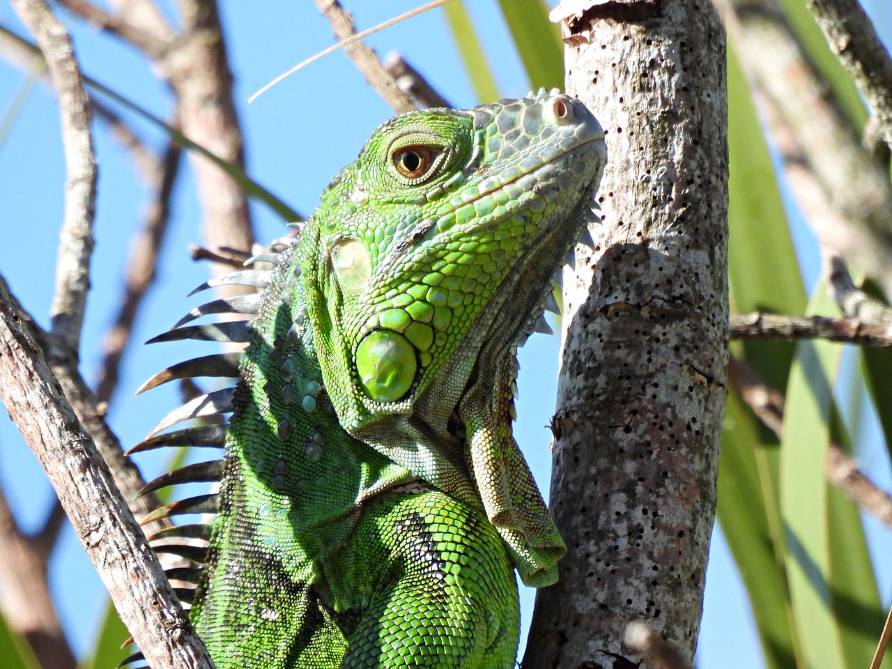 An iguana.