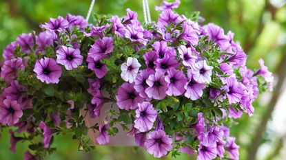 Best trailing plants for hanging baskets – purple petunias in hanging basket