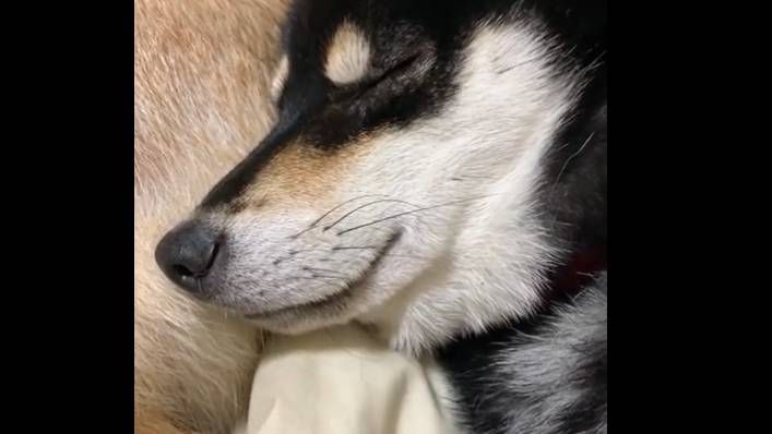 Sneaky Dog Pretends To Be Asleep In Hilarious Viral Video Petsradar