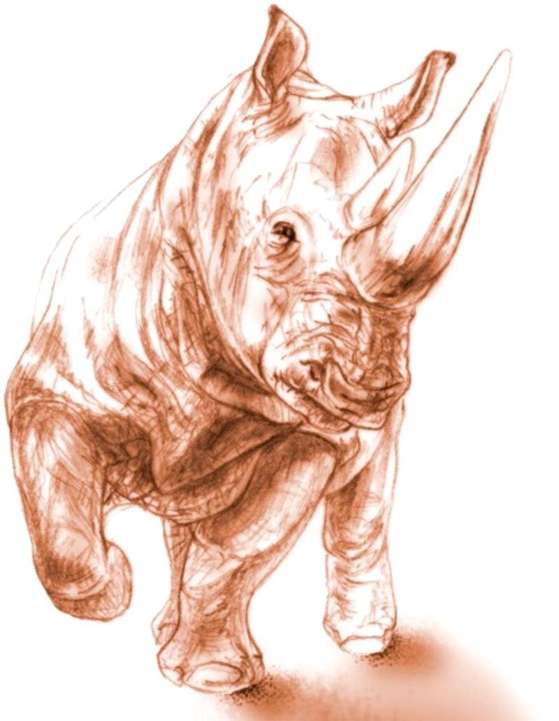 rhino fossils found preserved in volcanic ash.