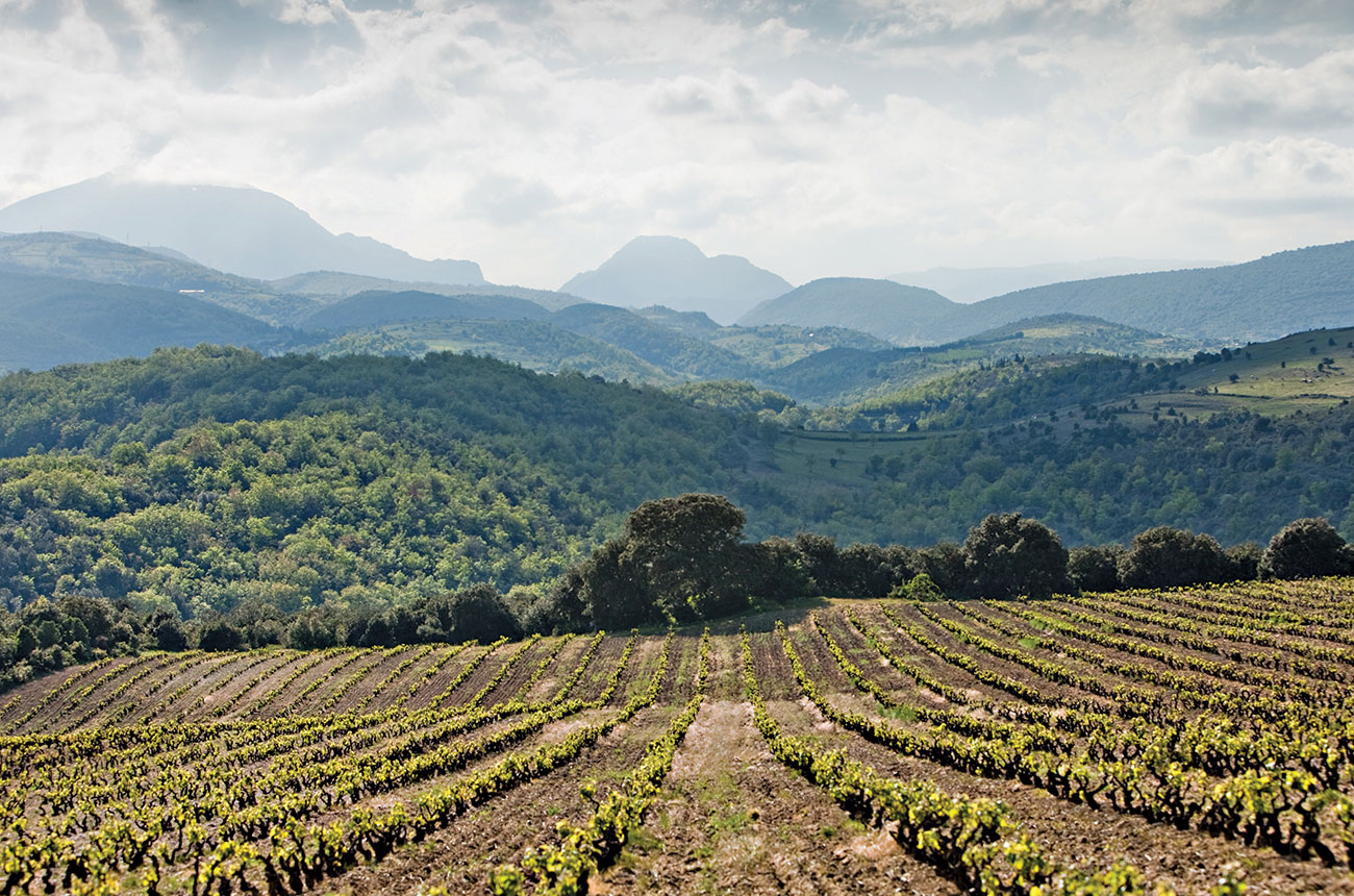 Le Soula vineyards, Pays d'Oc wines