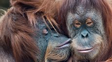 One primate gently kisses another.