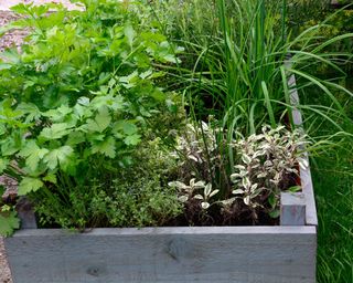 raised garden bed planted with herbs