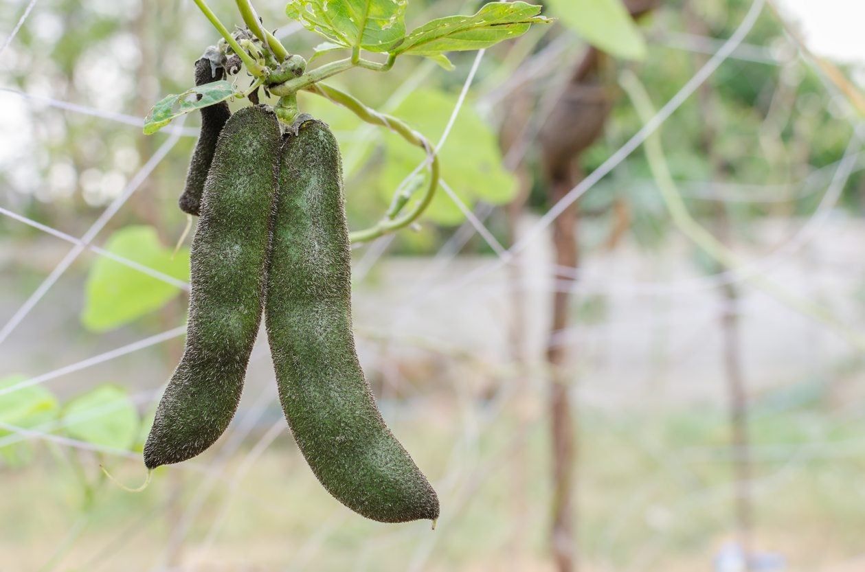 velvet beans