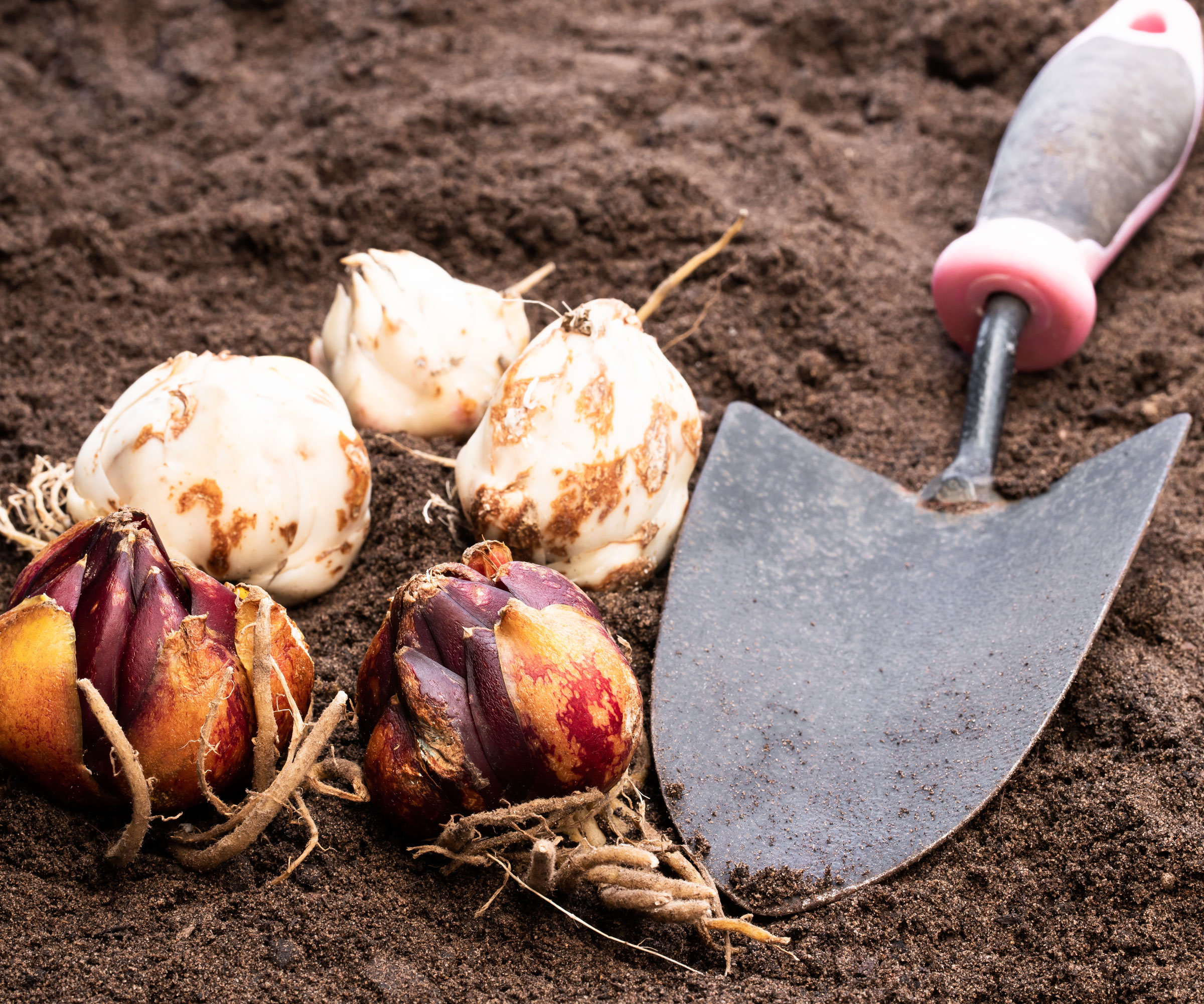 lily bulbs and trowel with soil