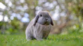 Domestic grey fur dwarf mini lop eared rabbit standing in grass in family garden