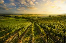 Austria native vines