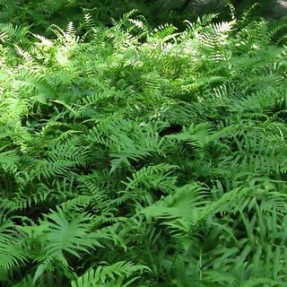 Classy Groundcovers, Southern Shield Fern Florida Shield Fern, Southern Wood Fern (25 Pots, 3 1/2 Inch Square)