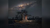 Person holding light near large baobab trees under a star-filled night sky with the Milky Way visible