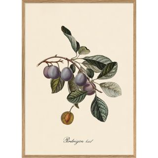 botanical drawing of plums on branch on cream background