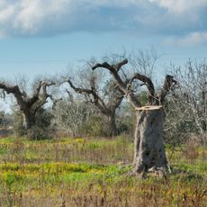 olive trees diseased by xylella fastidiosa