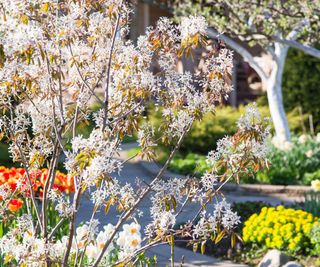 serviceberry tree (Amelanchier lamarckii)