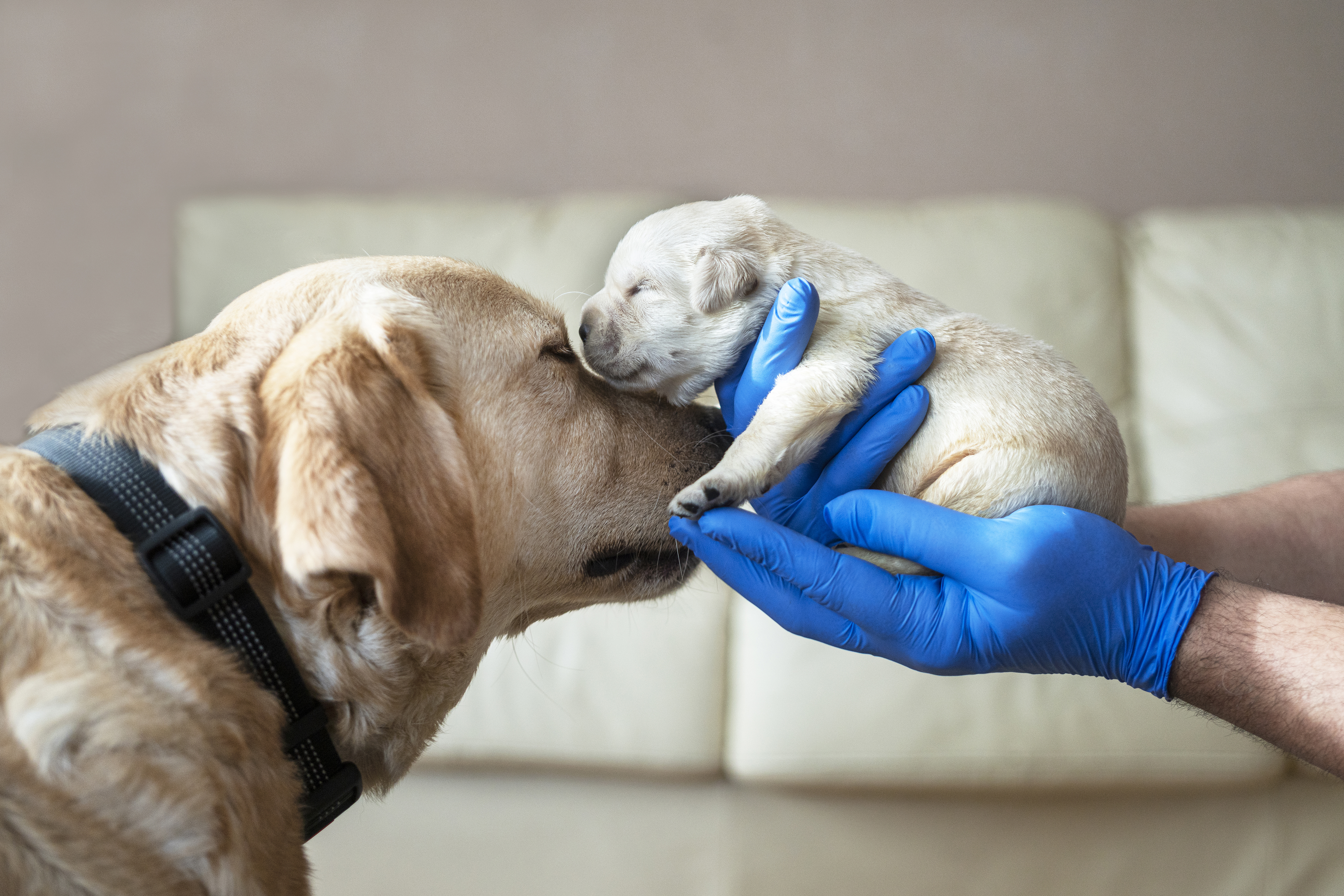 Newborn puppies with their mother