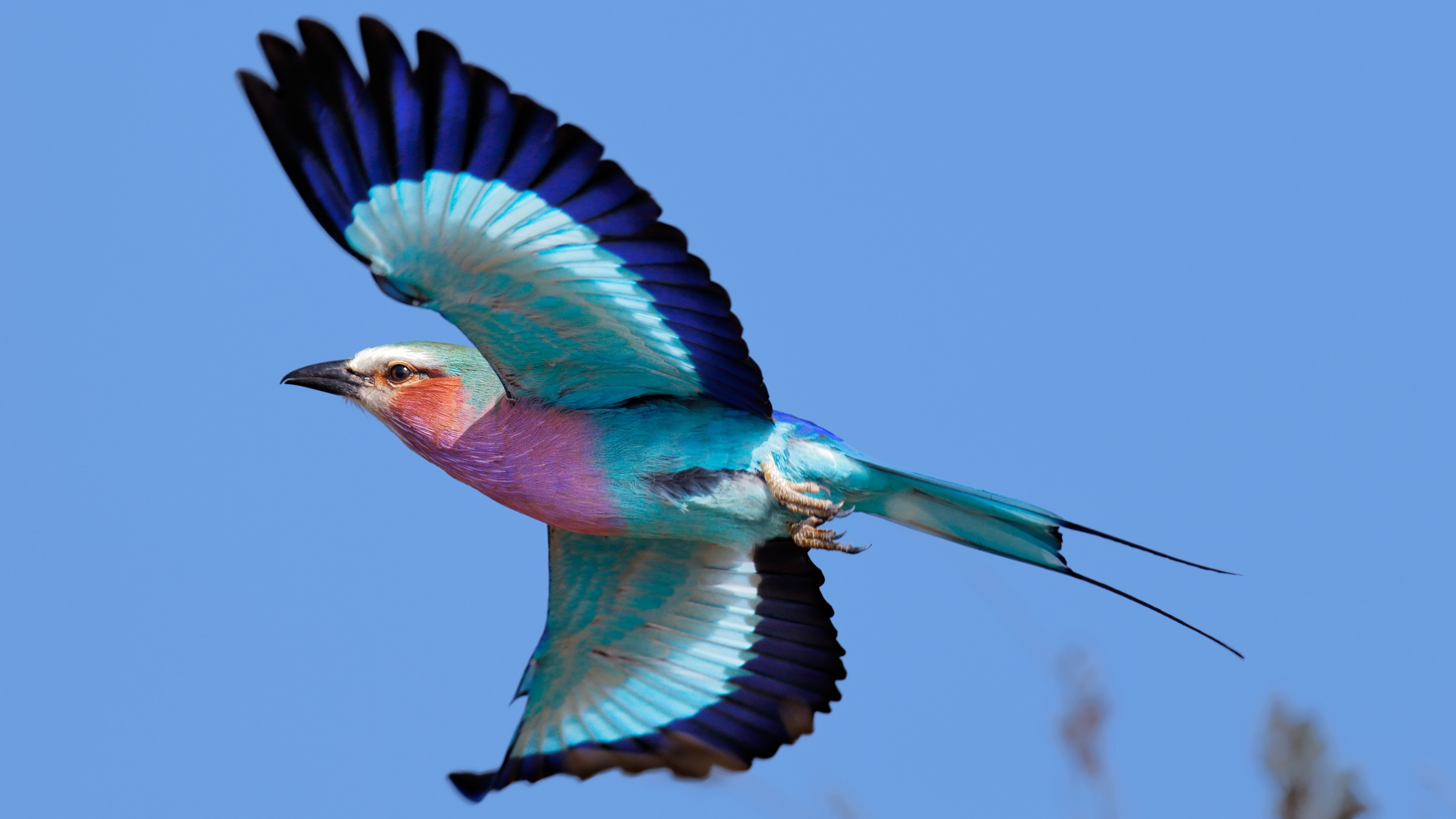 A lilac-breasted roller seen flying from beneath.