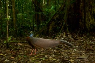 The Argus Pheasant features in episode 3 of The Mating Game.