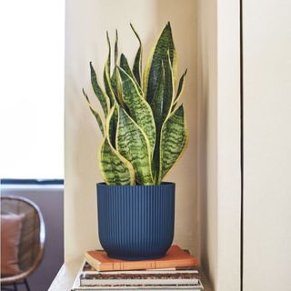 snake plant in blue pot