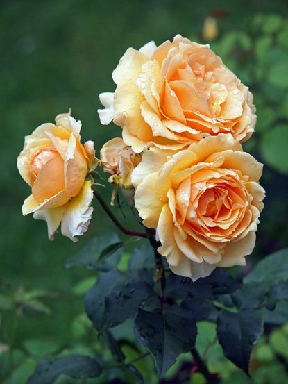 Fullness of Bloom on Rose Bushes
