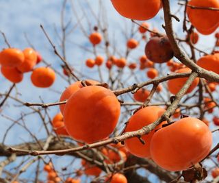 Persimmon fruits with blue sky