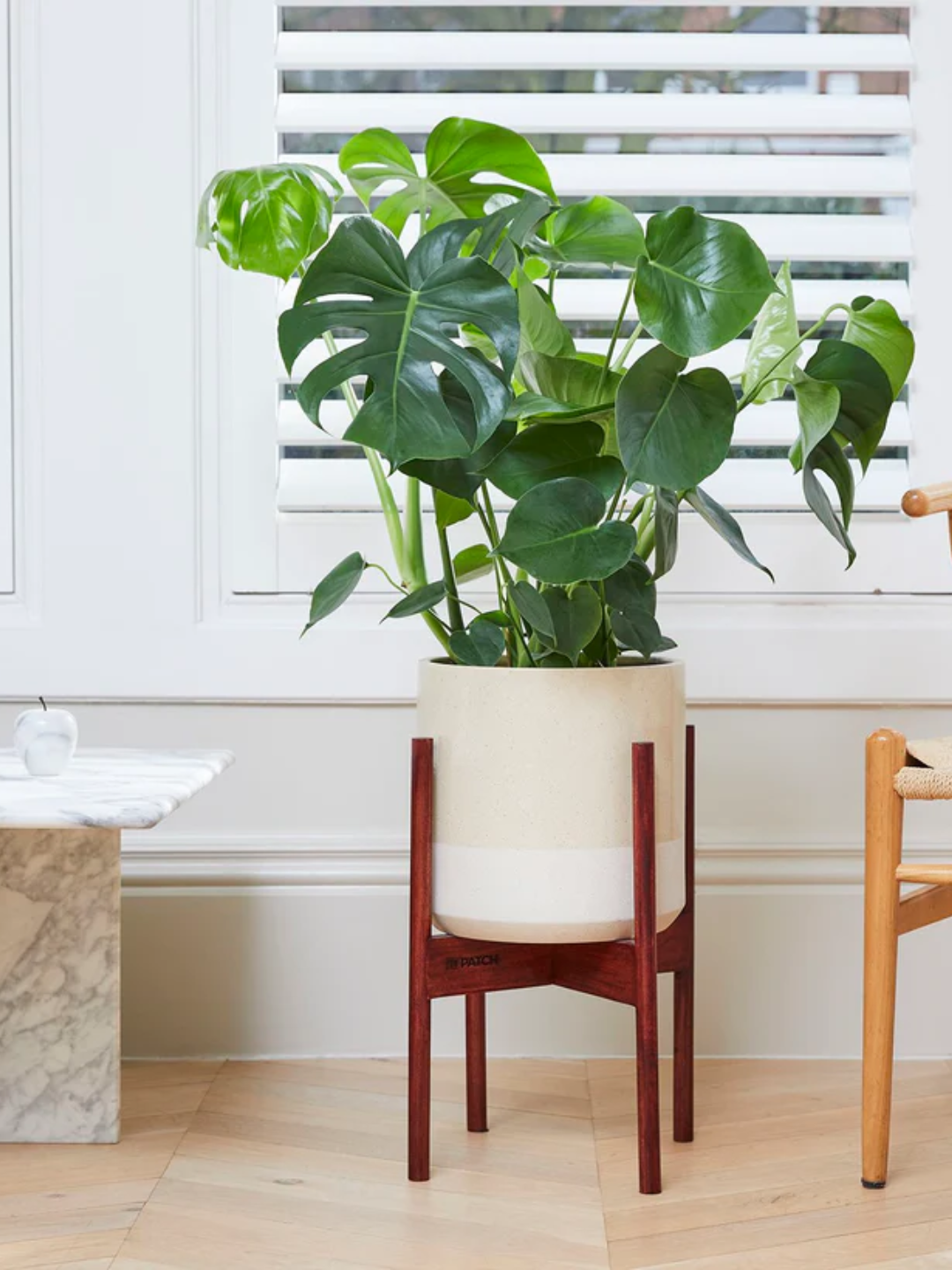 A potted Swiss cheese plant from Patch Plants