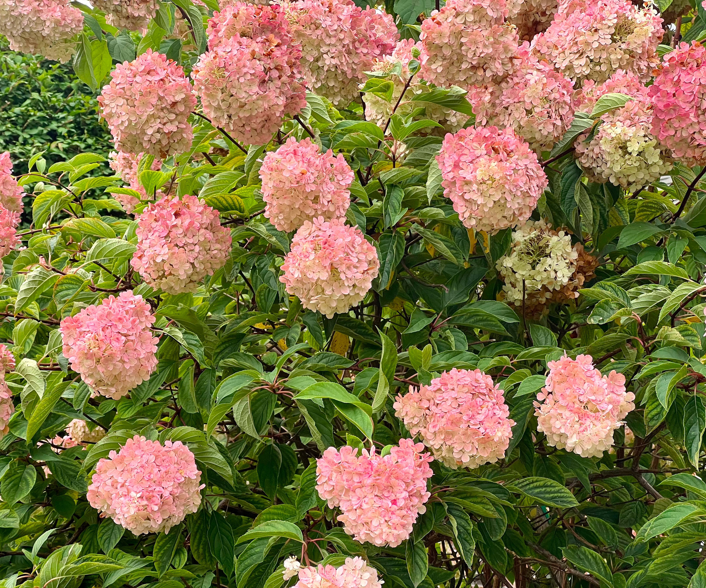 Vanilla Strawberry hydrangea with pink and white flowers