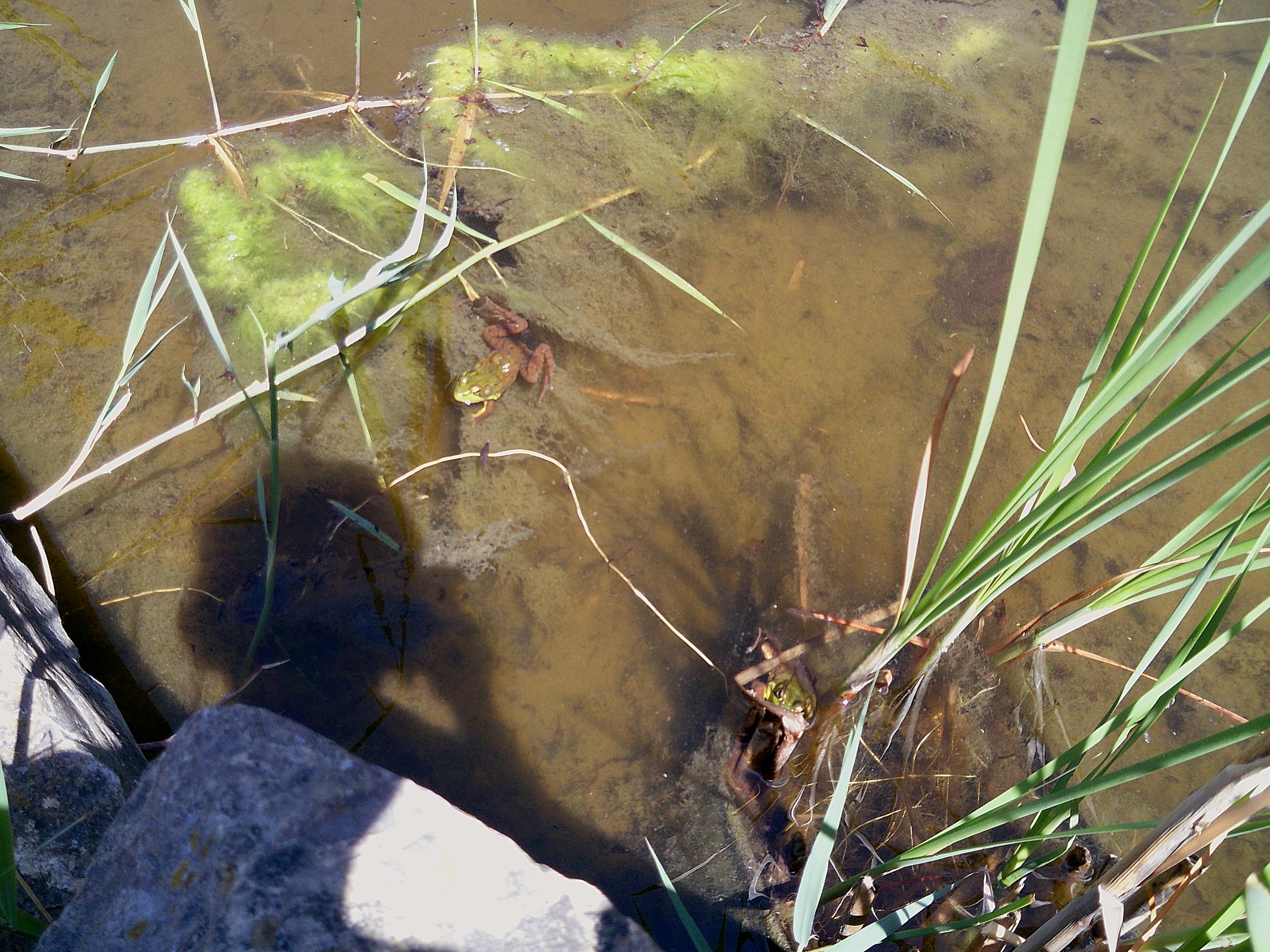 Sample image taken with the Camp Snap 2