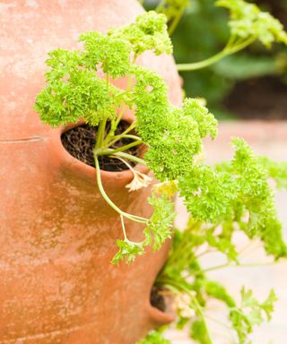 parsley in terracotta planter