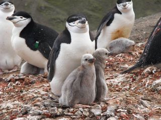 A female chinstrap penguin with two chicks.