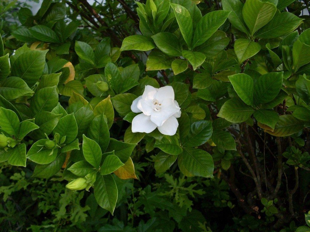 Gardenia Flower