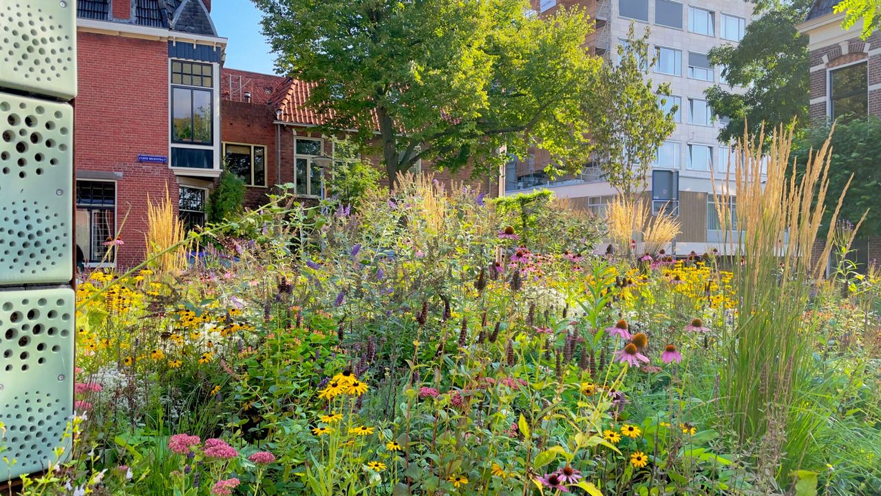 community garden full of flowers and grasses