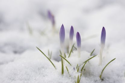 Crocus Flowers Covered In Snow