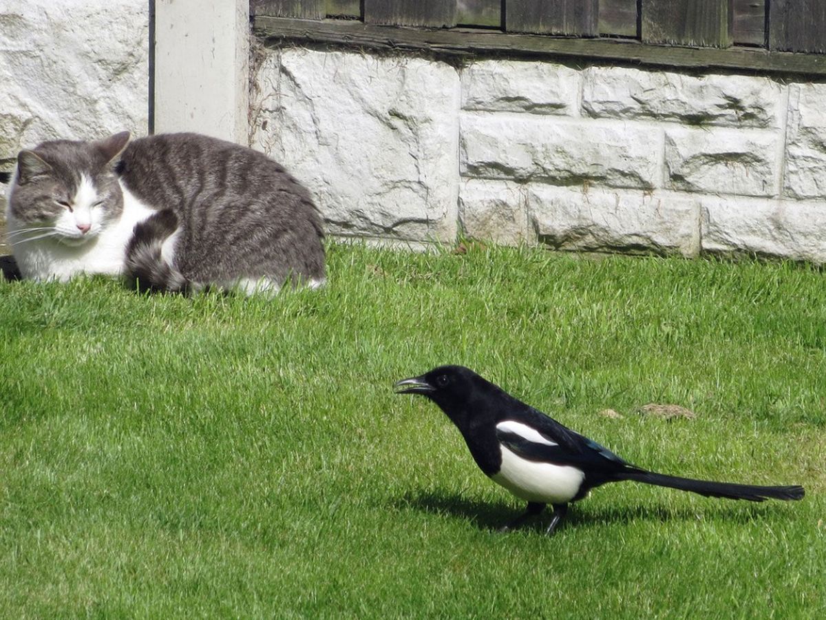 Protecting Birds In The Garden How To Stop Cats From Killing Birds