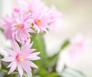 Easter cactus with pale pink flowers
