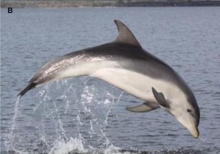 new dolphin species, animal, dolphin, new species, burrunan dolphin, tursiops australis, Australia, Australian dolphins, coastal dolphins, cetaceans, marine mammals, 