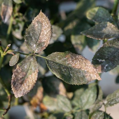 powdery mildew on leaves