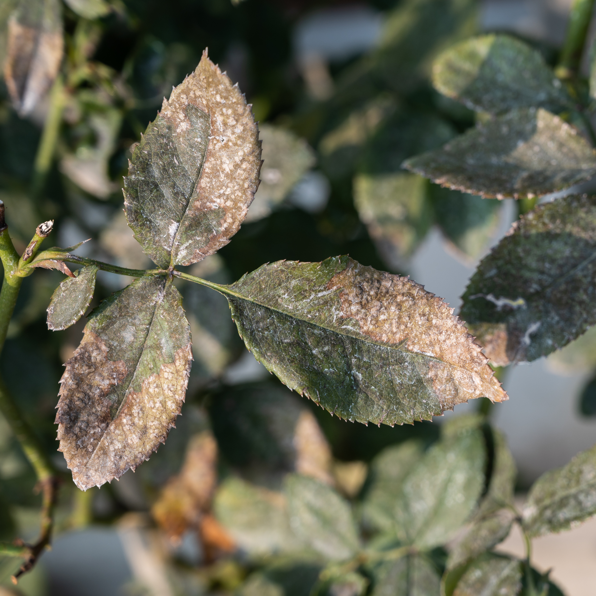 powdery mildew on leaves 