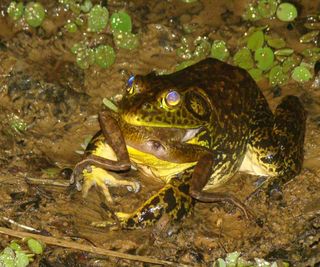 A North American bullfrog devouring a native frog in Brazil's Atlantic Forest. Bullfrogs are raised on frog farms in Brazil and are shipped worldwide as food. Some bullfrogs have established feral colonies in Brazil's Atlantic Forest.