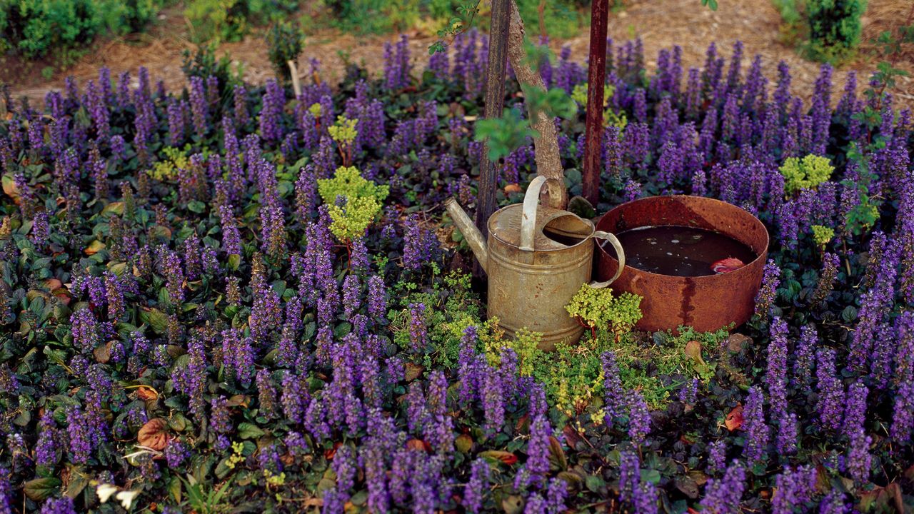 A patch of Ajuga flowers with vintage watering can and rustic iron tub