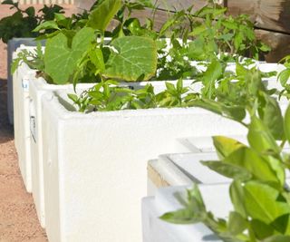 Raised bed styrofoam box