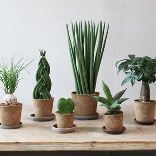 houseplants with white wall and coconut coir pots