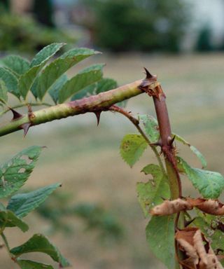 Rose borer damage evident on cane