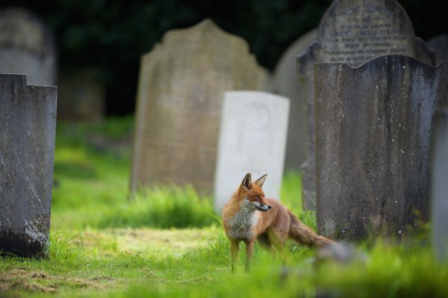 30 essential wildlife photography tips | TechRadar