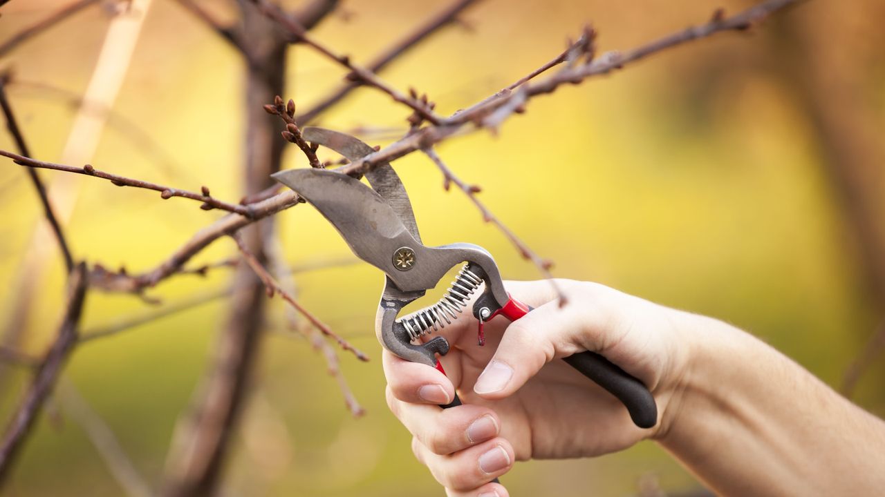 Female hand pruning tree branch