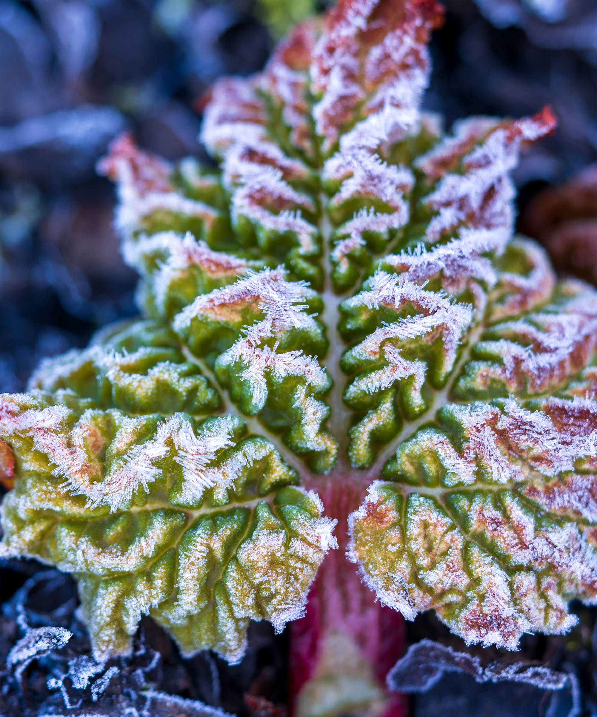 rhubarb foliage covered in frost in winter