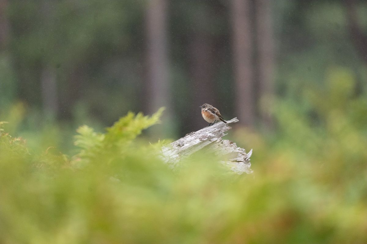 Telephoto image of a small bird on a fallen tree that emerging from ferns in a nature reserve